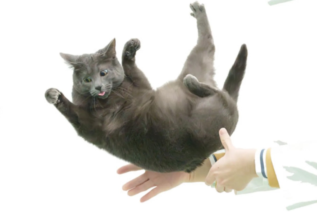 猫咪坠落时为何总是四脚着地？困扰物理学家300年的问题终于有了答案