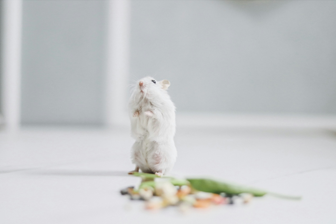 小鼠实验有效的药物进入临床就失效？答案可能在它们的食盒里