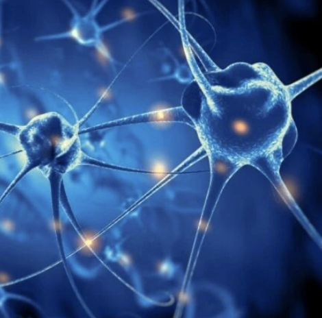 科学家用活体神经元完成计算任务，脑机融合迈出惊人一步